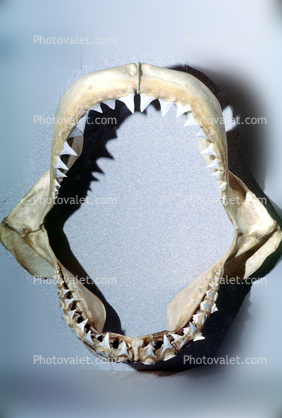 Great White Shark jaw, (Carcharodon carcharias), Shark Teeth, Gapping Mouth, agape, open