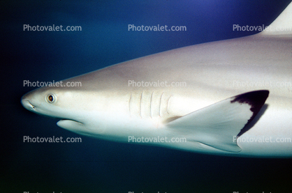 Blacktip reef shark, (Carcharhinus melanopterus), Elasmobranchii, Carcharhiniformes, Carcharhinidae, Requiem shark