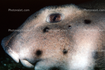 Horn Shark, (Heterodontus francisci), Elasmobranchii, Heterodontiformes, Heterodontidae