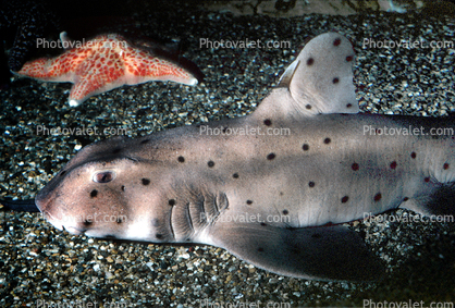 Horn Shark, (Heterodontus francisci), Elasmobranchii, Heterodontiformes, Heterodontidae