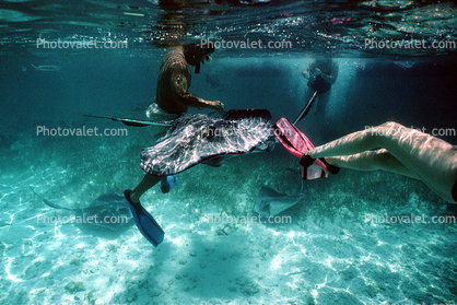 stingray in the waters of Belize, Stingray, Elasmobranchii, Myliobatiformes, Myliobatoidei