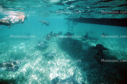 stingray in the waters of Belize, Stingray, Elasmobranchii, Myliobatiformes, Myliobatoidei