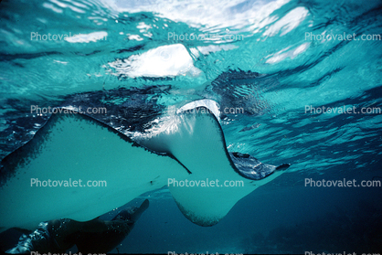 stingray in the waters of Belize, Stingray, Elasmobranchii, Myliobatiformes, Myliobatoidei