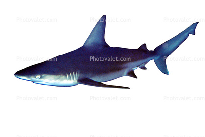 Shark object, photo-object, object, cut-out, cutout