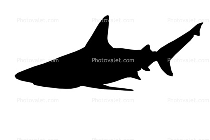 Shark silhouette, shape