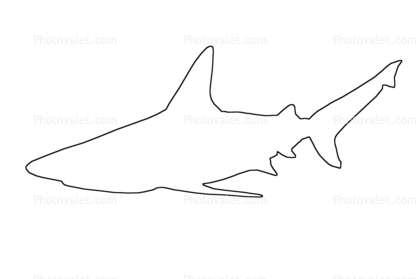 Shark Outline, line drawing