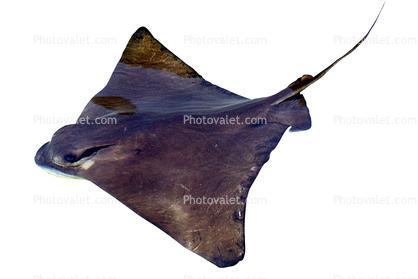 Bat Ray, (Myliobatis californica), Elasmobranchii, Myliobatiformes, Myliobatidae, photo-object, object, cut-out, cutout