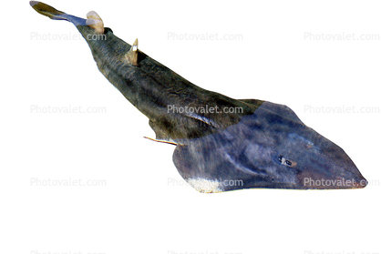 Giant Shovelnose Ray, (Glaucostegus typus), Rajiformes, Rhinobatidae, endangered, photo-object, object, cut-out, cutout