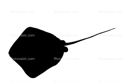 Stingray silhouette, Dasyatis sp, logo, shape