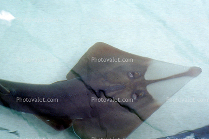 Giant Shovelnose Ray, (Glaucostegus typus), Rajiformes, Rhinobatidae, endangered
