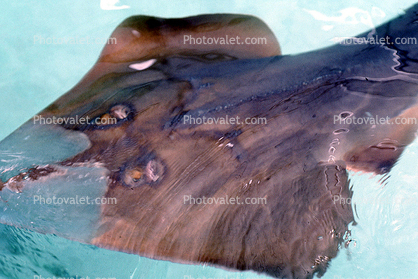 Giant Shovelnose Ray, (Glaucostegus typus), Rajiformes, Rhinobatidae, endangered