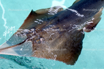 Giant Shovelnose Ray, (Glaucostegus typus), Rajiformes, Rhinobatidae, endangered