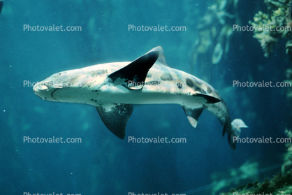 Leopard Shark, (Triakis semifasciata), Elasmobranchii, Carcharhiniformes, Triakidae