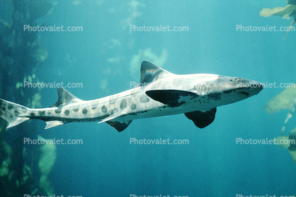 Leopard Shark, (Triakis semifasciata), Elasmobranchii, Carcharhiniformes, Triakidae