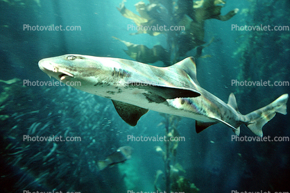 Leopard Shark, (Triakis semifasciata), Elasmobranchii, Carcharhiniformes, Triakidae