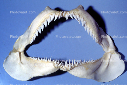 Snaggle-teeth Shark, Snaggletooth, Open Jaws