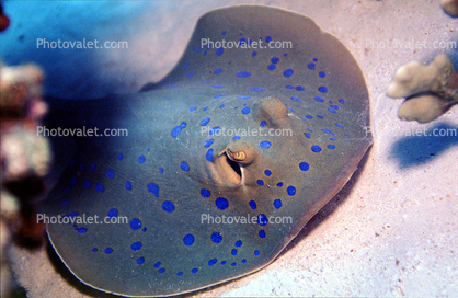 Blue Spotted Stingray, (Neotrygon kuhlii), Elasmobranchii, Myliobatiformes, [Dasyatudae]