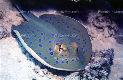 Blue Spotted Stingray, (Neotrygon kuhlii), Elasmobranchii, Myliobatiformes, [Dasyatudae]