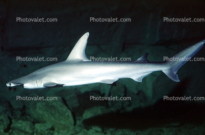 Bonnethead Shark, (Sphryna tiburo)