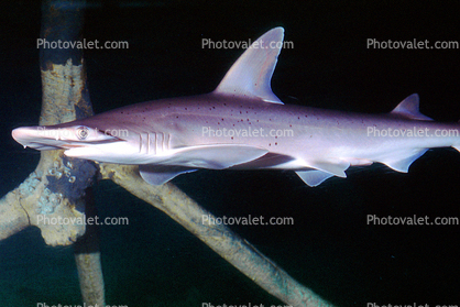 Hammerhead Shark, (Elasmobranchii, Sphyrnidae), Elasmobranchii, Carcharhiniformes, Sphyrnidae