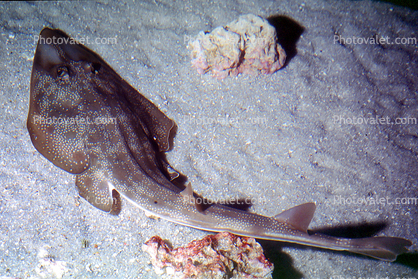 Atlantic Guitarfish, (Rhinobatos lentiginosus), Rajiformes, Rhinobatidae