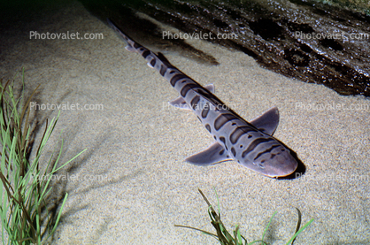 Leopard Shark, (Triakis semifasciata), Elasmobranchii, Carcharhiniformes, Triakidae