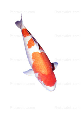 Carp [Cyprinidae] photo-object, cut-out