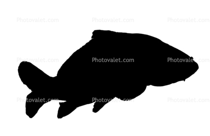 Carp [Cyprinidae] silhouette, logo, shape