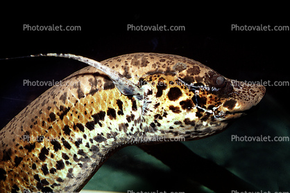 African Lungfish, (Protopterus annectens), Dipnoi, Lepidosireniformes, Protopteridae, tetrapod