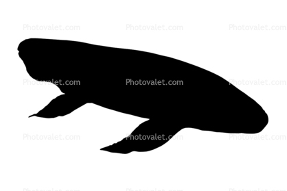 Australian Lungfish silhouette, (Neoceratodus forsteri), Dipnoi, Ceratodontiformes, Ceratodontidae, tetrapod, shape, logo