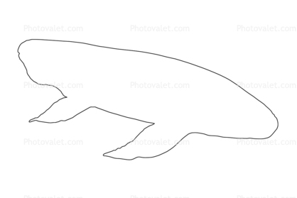 Australian Lungfish outline, (Neoceratodus forsteri), Dipnoi, Ceratodontiformes, Ceratodontidae, tetrapod, line drawing, shape