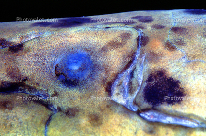 African Lungfish, (Protopterus annectens), Dipnoi, Lepidosireniformes, Protopteridae, tetrapod, eyes