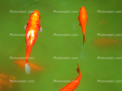 Comet Goldfish Pond