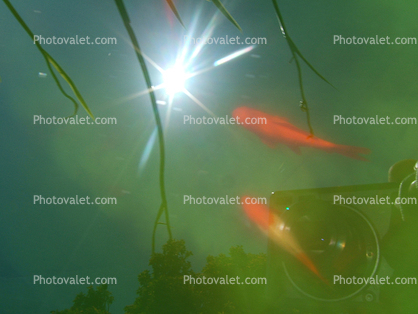 Comet Goldfish Pond Siun Glint