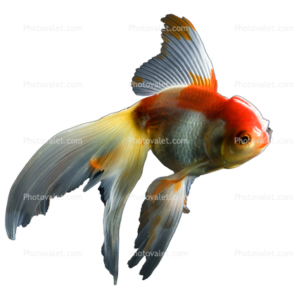 Fantail Goldfish  photo-object