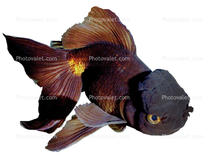 Ranchu Goldfish photo-object, object, cut-out, cutout