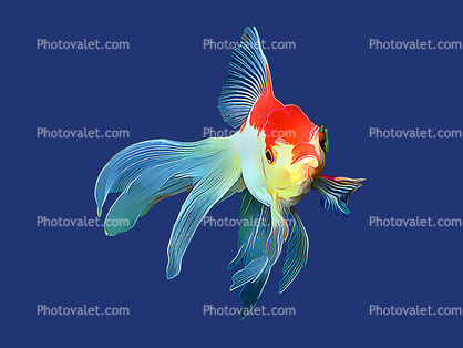 Fantail Goldfish in deep blue waters, Paintography