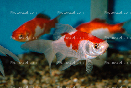 Common Goldfish, Comet Goldfish