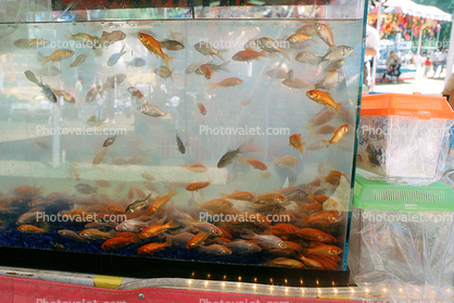 Alameda County Fair Goldfish Tank