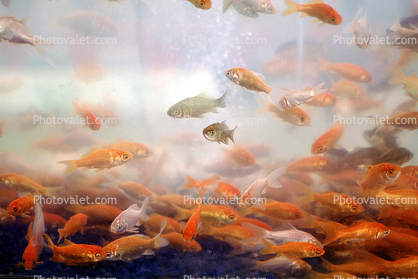 Alameda County Fair Goldfish Tank