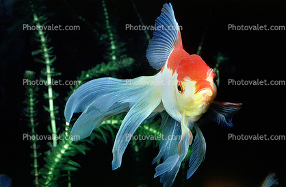 Fantail Goldfish swimming in the water