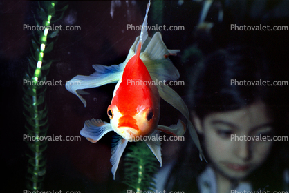 Fantail, Girls face reflecting the the fish tank glass