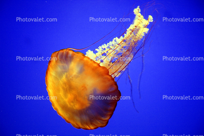 Northern Sea Nettle, (Chrysaora melanaster), Semaeostomeae, Pelagiidae, brown jellyfish