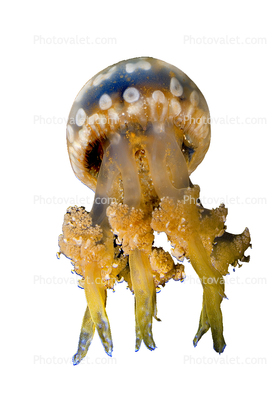 Spotted Jelly photo-object, object, cut-out, cutout, (Mastigias papua), Rhizostomeae, Mastigiidae