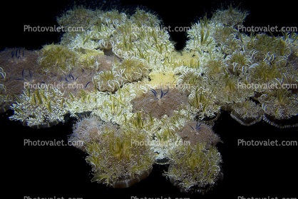 Upside-Down Jelly, (Cassiopea xamachanas), Rhizostomae, Cassiopeidae