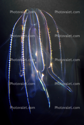 Warty Comb Jelly, (Mnemiopsis leidyi), Eumetazoa, Ctenophora, Ctenophores, Tentaculata, Lobata, Bolinopsidae, euryoecious
