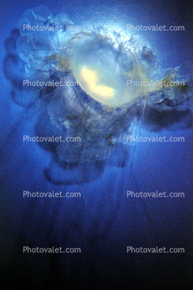 fried egg jellyfish, egg-yolk jellyfish, (Phacellophora camtschatica), Semaeostomeae, Ulmaridae