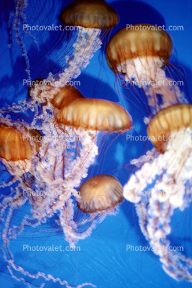 Sea Nettle