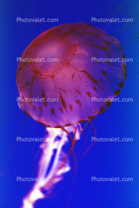 Purple Striped Jelly, (Pelagia colorata), Scyphozoa, Semaeostomeae, Pelagiidae