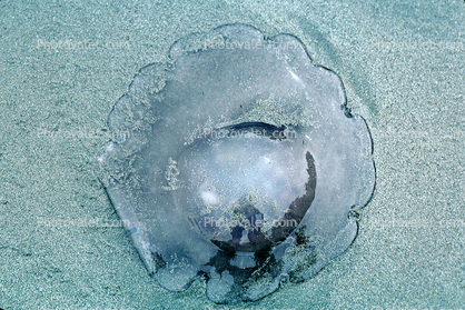 Jellyfish stranded on the beach, Drakes Bay